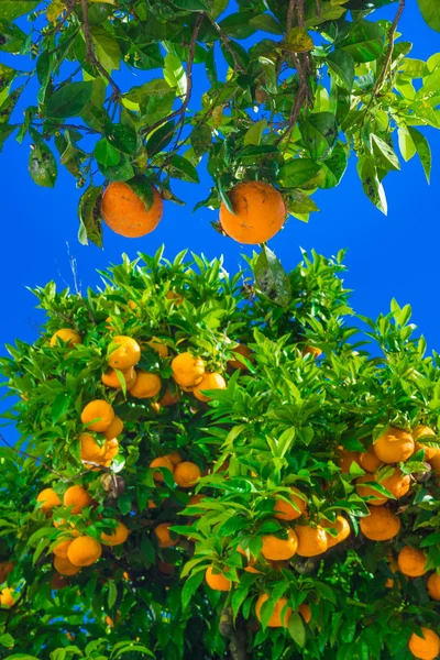 Tangerine trädgrenar — Stockfoto