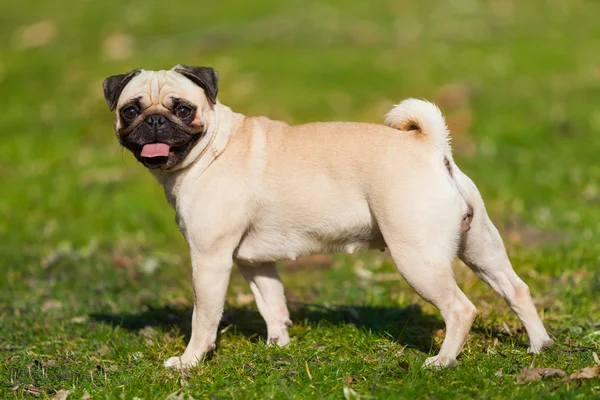 şirin pug köpek