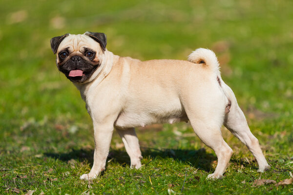 cute Pug dog