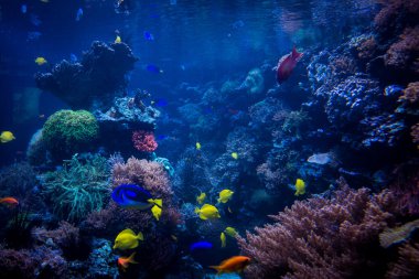 Mercan kayalığı tropikal balıkların