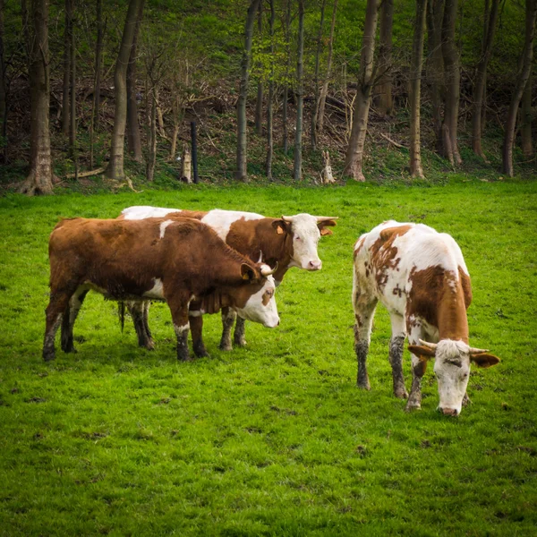 Vacas pastando en un prado —  Fotos de Stock