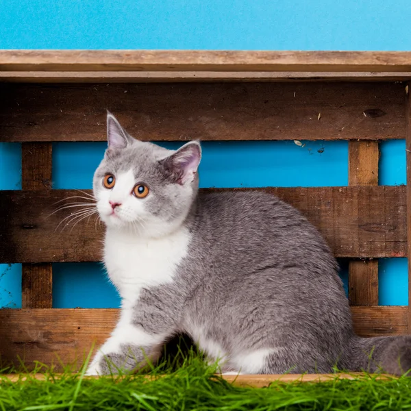 Kutusunda sevimli kedi — Stok fotoğraf