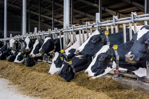 Vacas lecheras en una granja —  Fotos de Stock