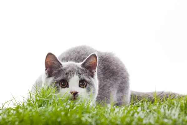 Jonge kat in het gras. — Stockfoto