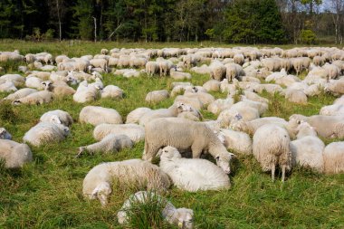 Sahada koyun sürüsü