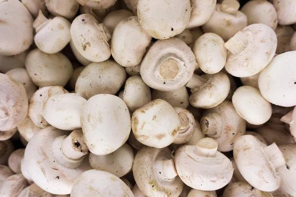 Fresh champignons, mushrooms — Stock Photo, Image