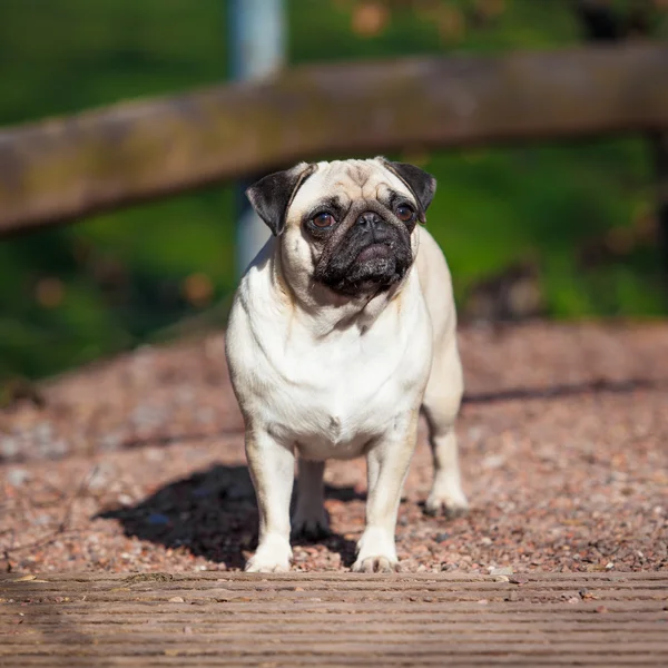 Roztomilý Mops pes — Stock fotografie