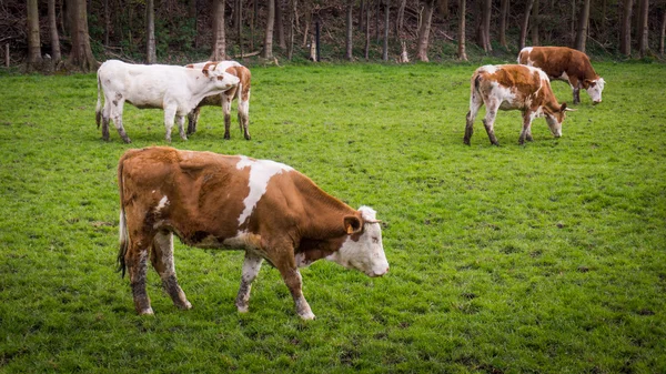 Αγελάδες βόσκουν σε λιβάδι — Φωτογραφία Αρχείου