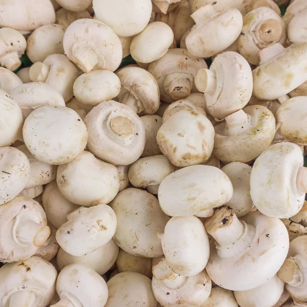 Champignons segar, jamur — Stok Foto