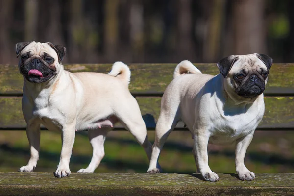 Söta mops hundar — Stockfoto