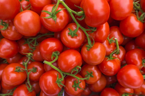 Fresh red tomatoes — Stock Photo, Image