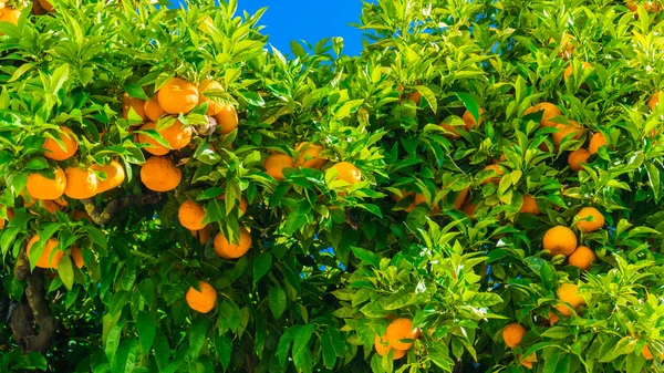 Mandarinenzweige — Stockfoto