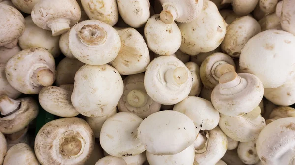 Fresh champignons, mushrooms — Stock Photo, Image