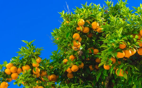 Tangerine trädgrenar — Stockfoto