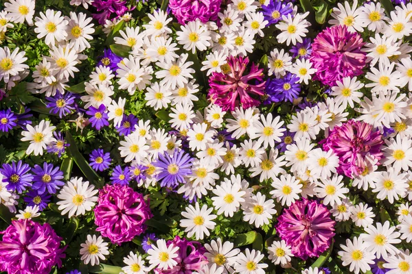 Spring Beautiful flowers — Stock Photo, Image