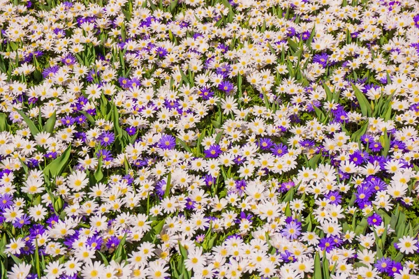 Primavera belas flores — Fotografia de Stock