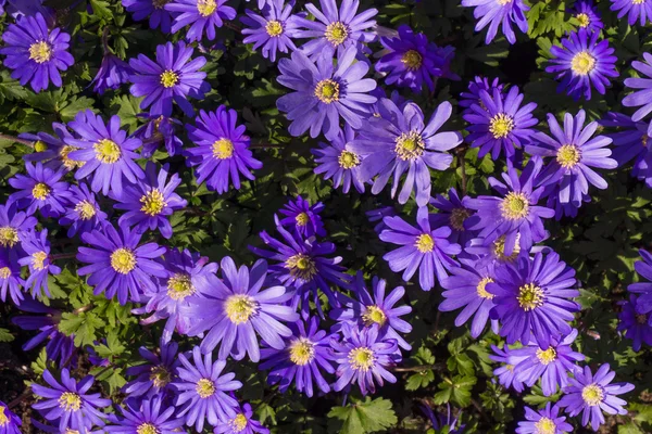 Primavera flores púrpura — Foto de Stock