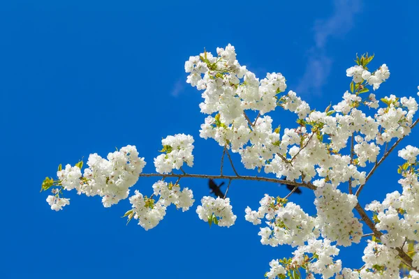 Mavi gökyüzü üzerinde çiçek açan ağaç şube