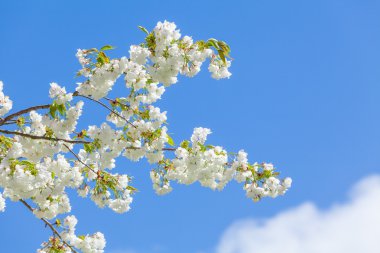 Mavi gökyüzü üzerinde çiçek açan ağaç şube