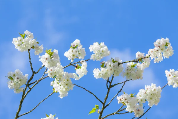Rama de árbol en flor en el cielo azul —  Fotos de Stock