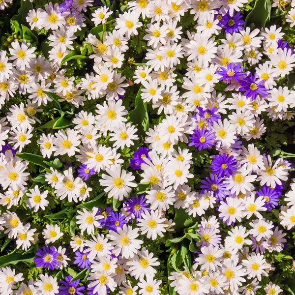 Primavera hermosas flores — Foto de Stock