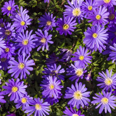 mor çiçekler bahar