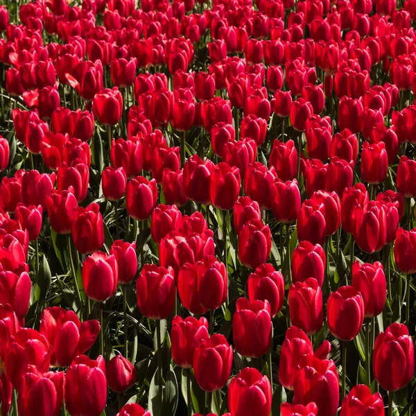 아름 다운 빨간 튤립 — 스톡 사진