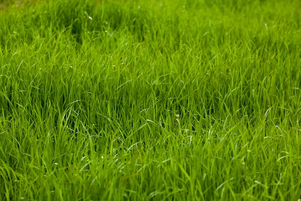 Grøn græs tekstur - Stock-foto