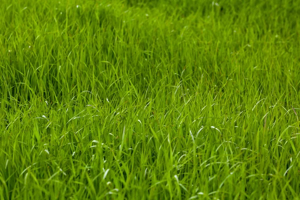 Grøn græs tekstur - Stock-foto