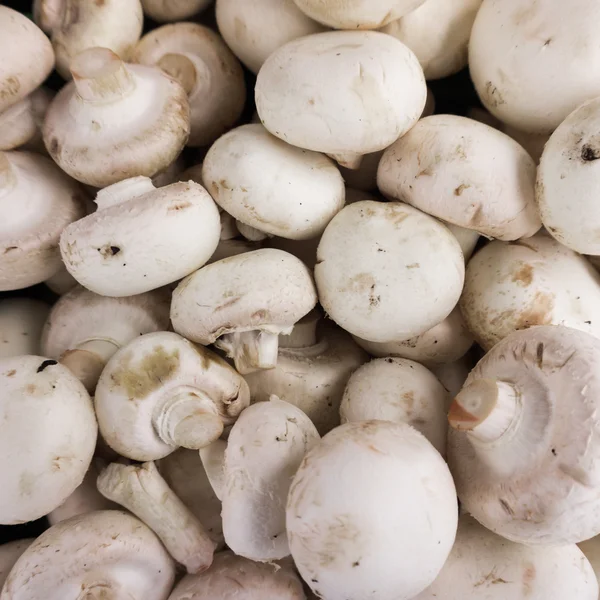 Fresh champignons, mushrooms — Stock Photo, Image