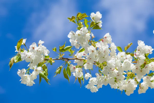 Ramo albero in fiore sul cielo blu — Foto Stock