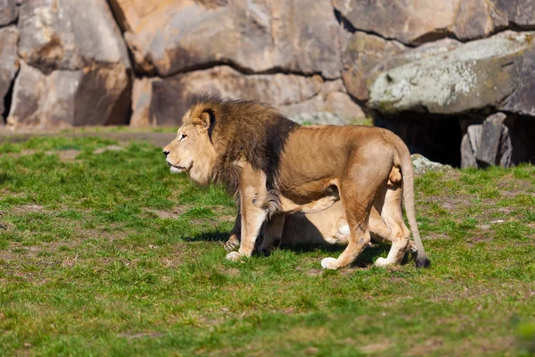 Beautiful Lion walking — Stock Photo, Image