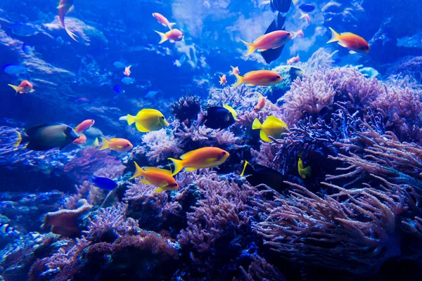 Тропічні риби в коралових рифах — стокове фото