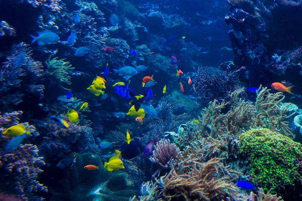 Peixes tropicais no recife de coral — Fotografia de Stock