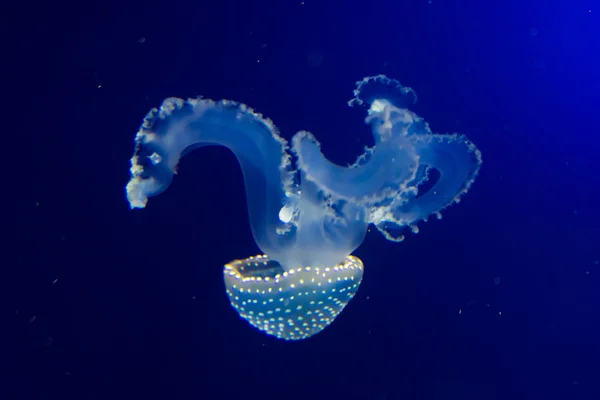 Medusas en agua azul — Foto de Stock