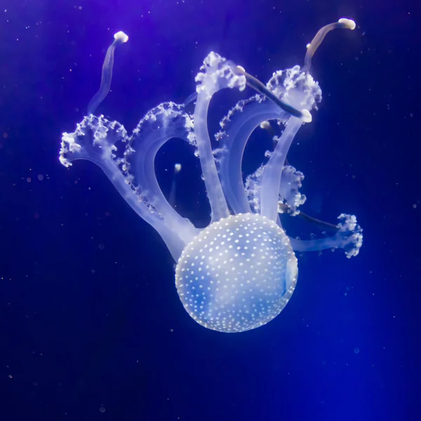 Medusas en agua azul — Foto de Stock