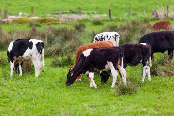 Mucche che pascolano su un prato — Foto Stock