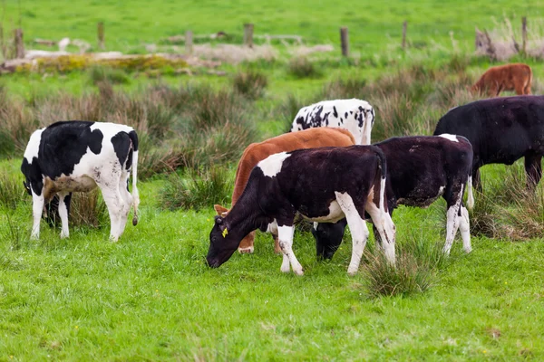 Vacas pastando en un prado —  Fotos de Stock