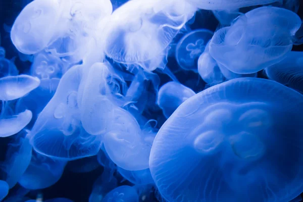 Jellyfishes στο μπλε νερό — Φωτογραφία Αρχείου