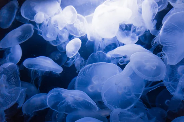 Jellyfishes in blue water — Stock Photo, Image