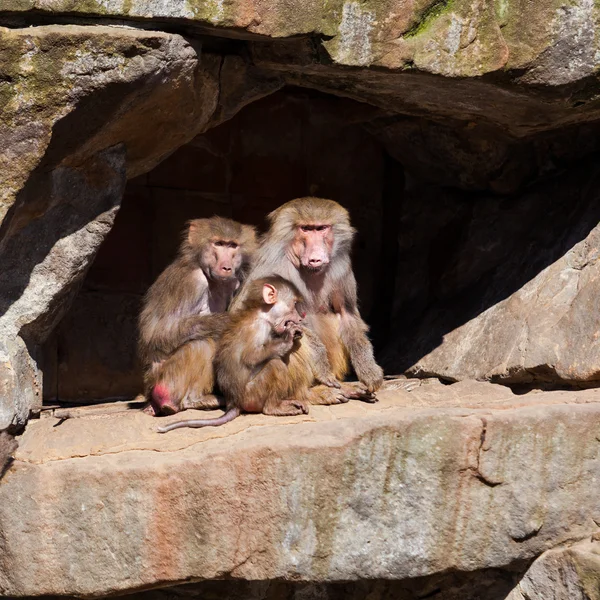 Familia de monos en el zoológico — Foto de Stock