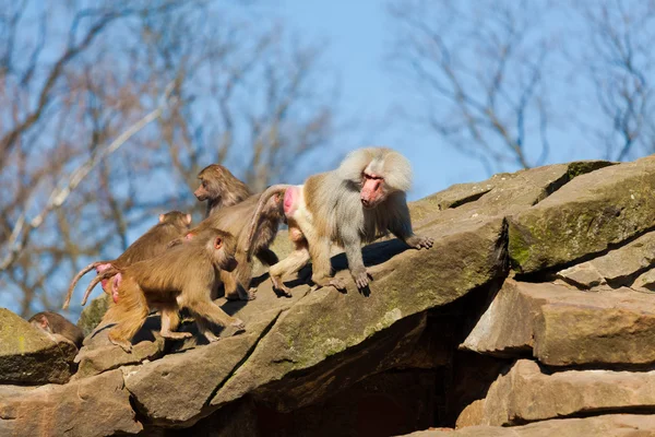 Monkey family in zoo — Stock Photo, Image