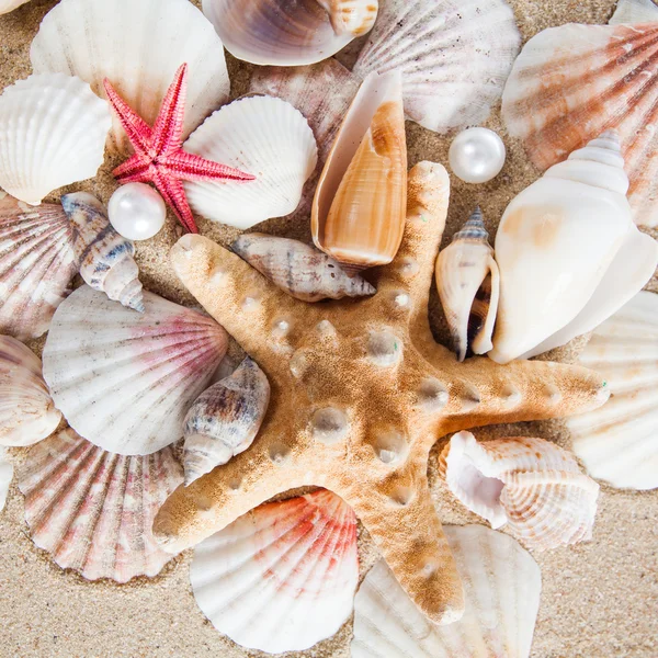 Sea shells on beach — Stock Photo, Image