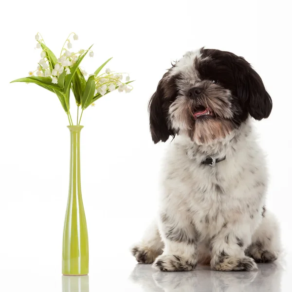 Shih tzu valp — Stockfoto