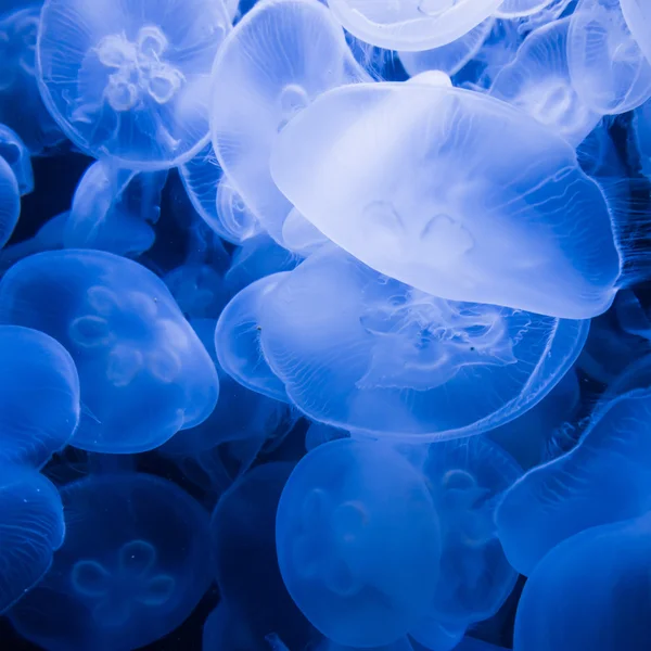 Jellyfishes in blue water — Stock Photo, Image