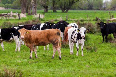 İnekler çayırda otluyor.