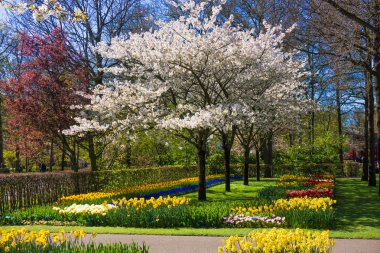 ilkbaharda çiçek açması ağaçlar. 