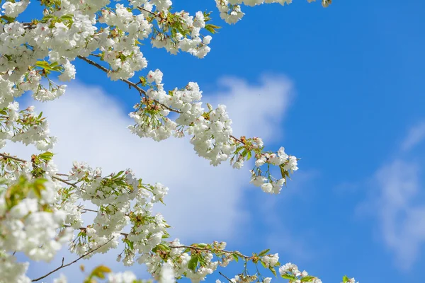 Albero fiorito ramoscello — Foto Stock