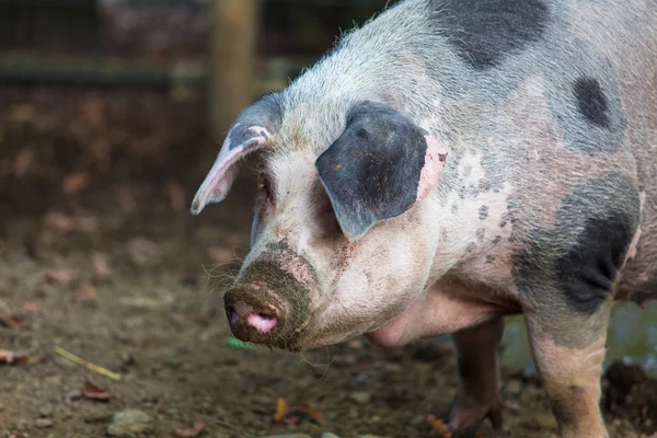 Gros porc debout — Photo