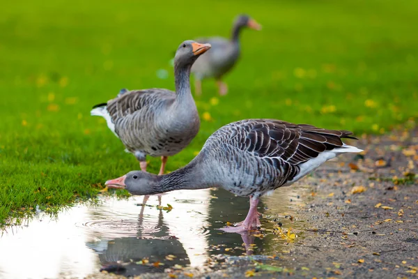 Gäss på grön gräsmatta — Stockfoto